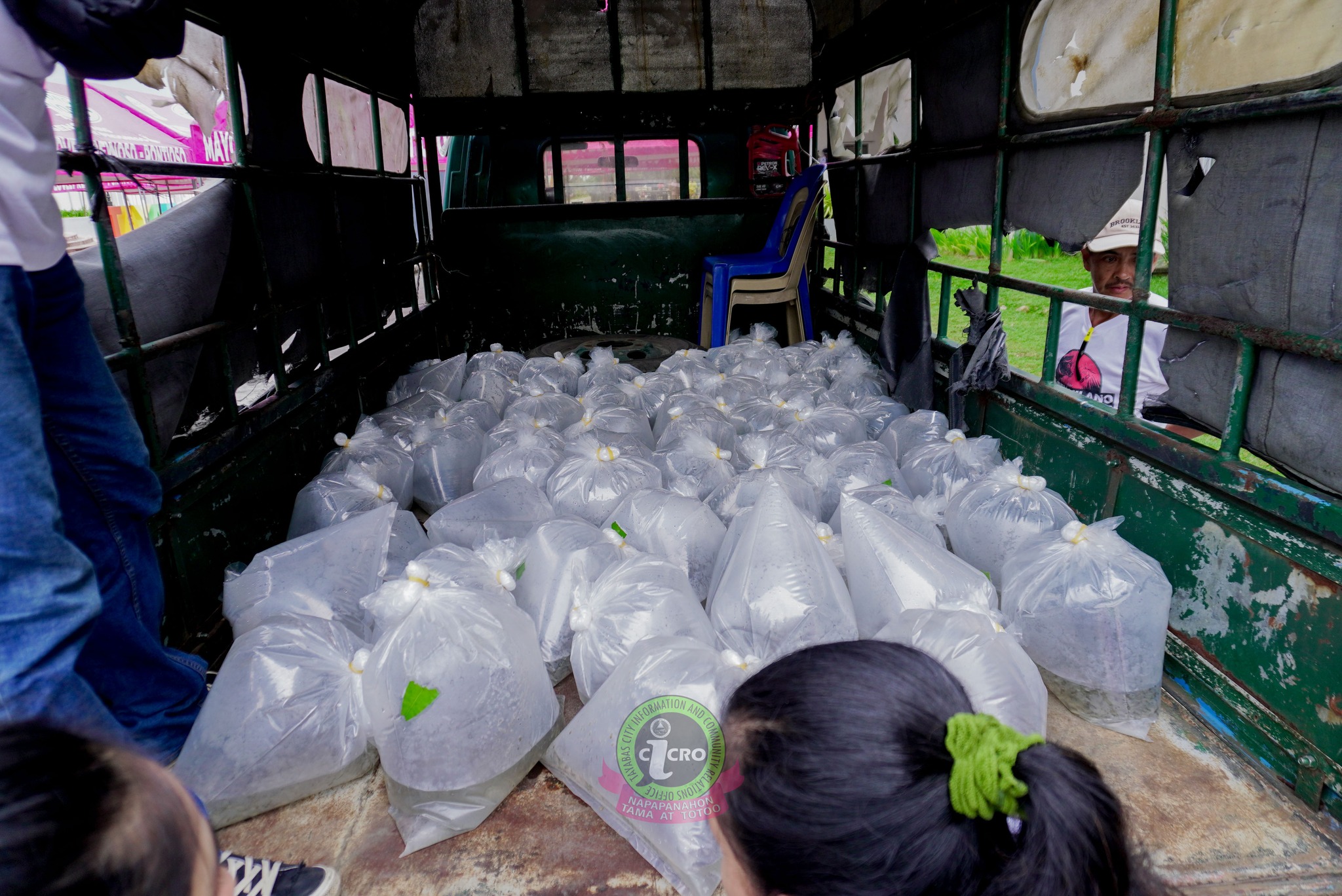 50,000 TILAPIA FINGERLINGS, IPINAMAHAGI SA MGA TAYABASING MAY SARILING FISH POND.